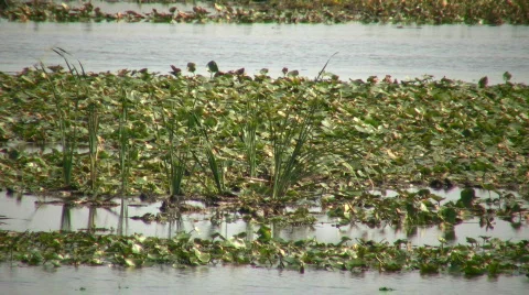Lily-pads are floating in marsh on sunny day (High Definition) Stock Footage 365318