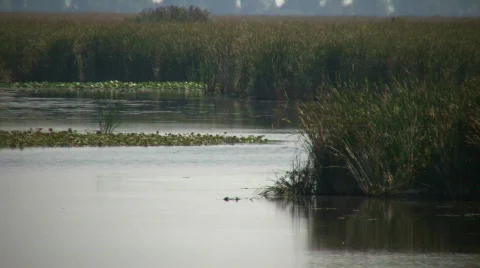 Lily-pads are floating in marsh on sunny day (High Definition) Stock Footage 365319