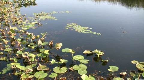Lily pads are floating in this wetland scenic (High Definition) Stock Footage 359853