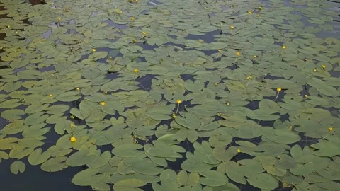 Lily pads cover the water surface in a pond, with bright yellow flowers blooming Stockbeeldmateriaal 344527655