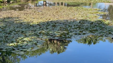 Lily Pads Covering Pond Surface with Tree Reflections in Water Stock Footage 346495339