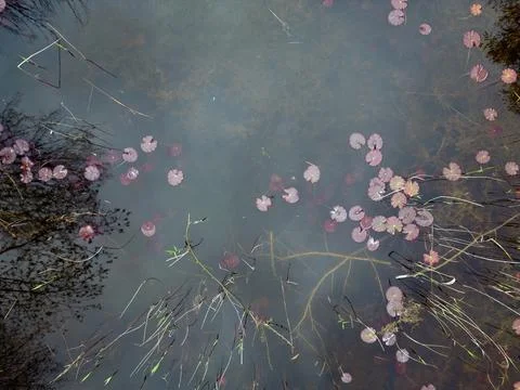 Lily pads emerging in spring Stock Photos