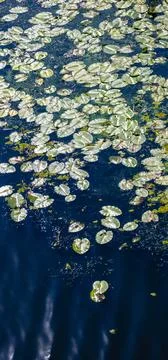 Lily pads float gracefully on the calm waters, reflecting sunlight in a ser.. Stock Photos