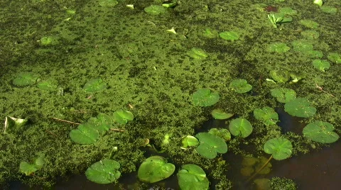 Lily pads float quietly in a swamp on sunny day Stock Footage 360765