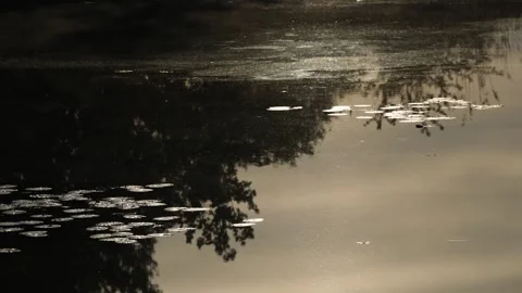 Lily pads float on a tranquil pond reflecting shadowy tree silhouettes and warm Stock Footage 341291098