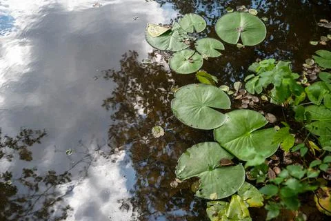 Lily pads float on a tranquil pond with trees and sky reflected Stock Photos