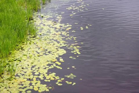 Lily pads float on the water's surface next to green grass along the shore Stock Photos