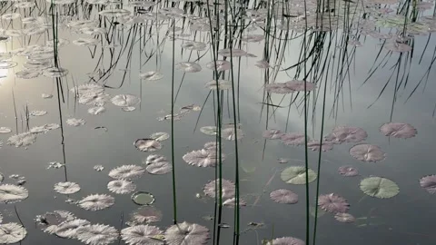 Lily Pads Floating on Calm Pond with Reflected Reeds Stock Footage 340152902