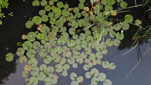Lily Pads Floating Video stock 244107158