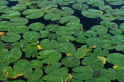 Lily Pads Floating Foto stock