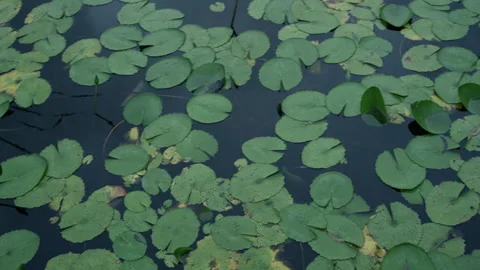 Lily pads floating in a pond Stock Footage 278768653