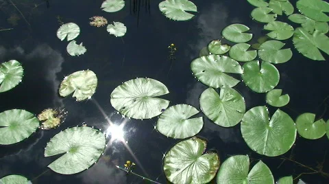 Lily Pads Stock Footage 536535