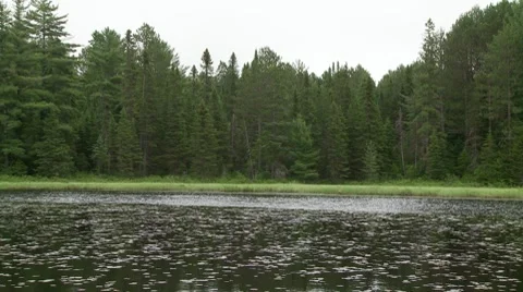 Lily pads Video stock 8556854