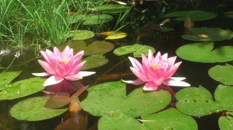 Lily pads Stock Footage 12765271