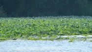 Lily Pads Growing In A Swamp Stock Footage