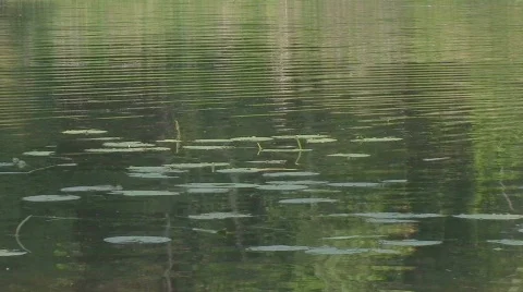 Lily Pads on Lake Surface Stock Footage 462283