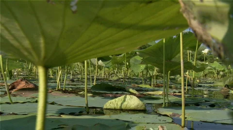 Lily pads low angle Stock Footage 457443