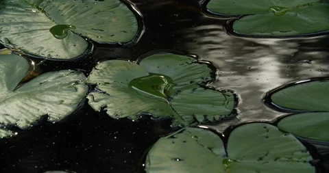Lily pads on mountain pond Stock Footage 238881683