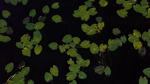 Lily Pads Overhead Close up view 動画素材 87896249