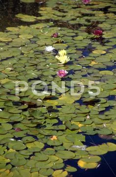 Lily Pads Stock Photos