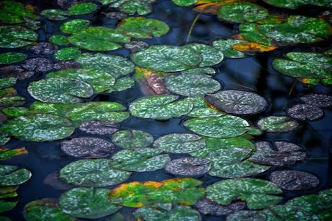 Lily pads Stock Photos