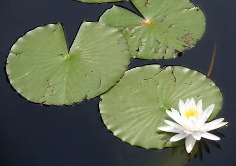 Lily pads Stock Photos