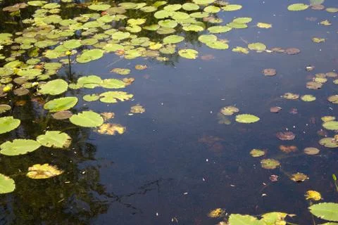 Lily Pads Stock Photos