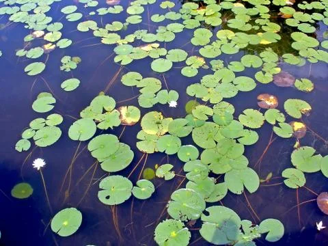 Lily pads Stock Photos