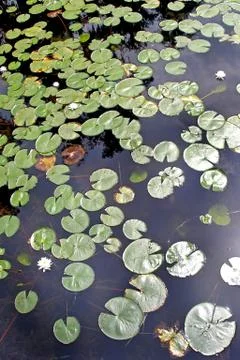 Lily pads Stock Photos