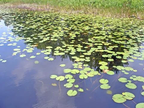 Lily pads Stock Photos