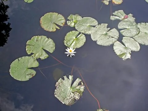 Lily pads Stock Photos
