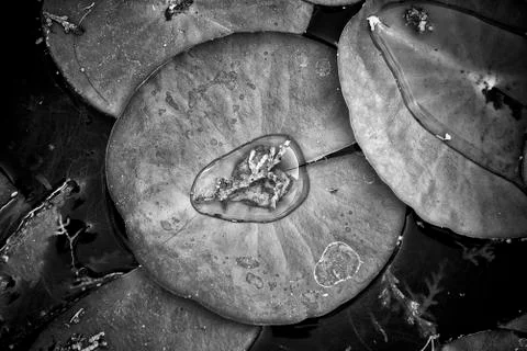 Lily Pads Stock Photos