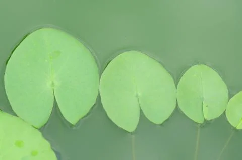 Lily Pads Stock Photos