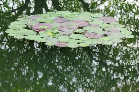 Lily Pads Stock Photos