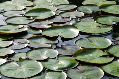 Lily Pads Stock Photos