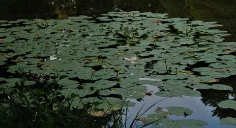 Lily pads Foto stock