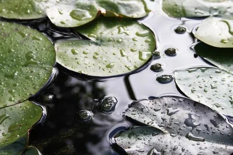 Lily Pads Stock Photos