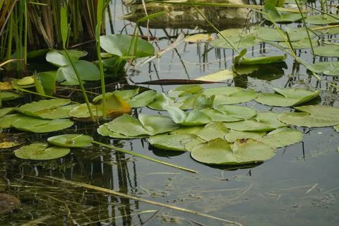 Lily Pads Foto stock