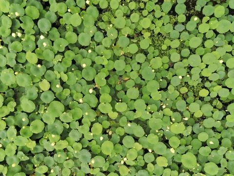 Lily pads Stock Photos