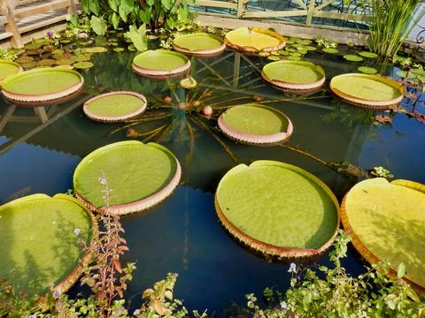 Lily Pads. Stock Photos