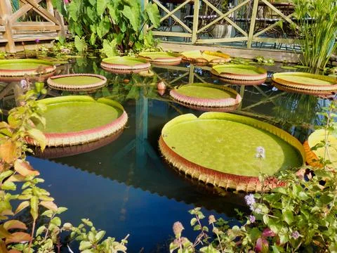 Lily Pads. Stock Photos