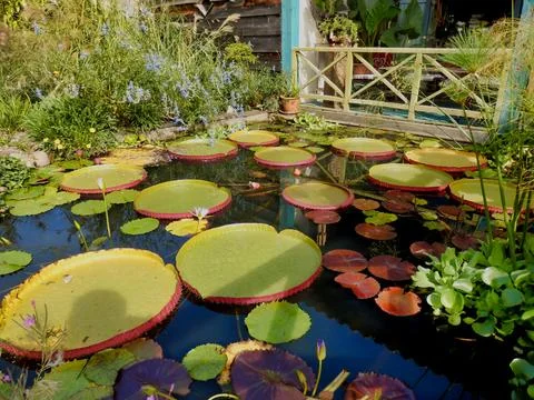 Lily Pads. Stock Photos
