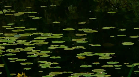 Lily Pads in Pond Video stock 24140027