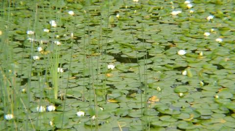 Lily pads in the pond. Stock-Footage 25826153