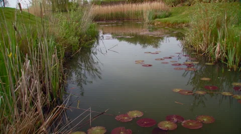 Lily pads in pond Stock-Footage 57815380
