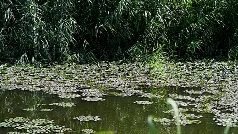 Lily pads on a pond Stock Footage 220032257