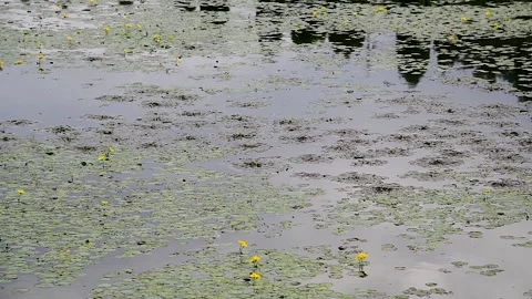 Lily pads on a pond 動画素材 221350247