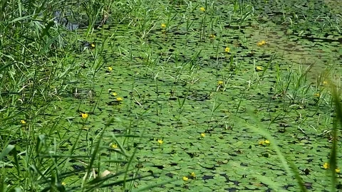 Lily pads on a pond Stockbeeldmateriaal 221350311