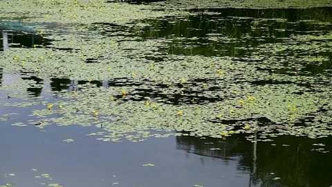 Lily pads on a pond Stock Footage 310052826
