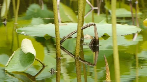 Lily pads reflected in water Video stock 105655422